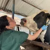 nicolenaouralmostvet
