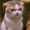 meowww55550