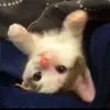 knackawacka
