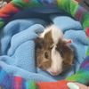 hammy.and.guineapig.zoo
