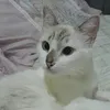icyclmac
