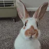 brynnthebunnie