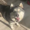 meline_rgt