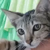 vnysy