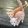 myfamilymycats