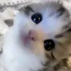 jvjrqv