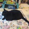 blackcatlife_63157