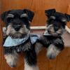 faithful_schnauzers