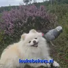 leukebekers.nl