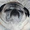 thepugnancy