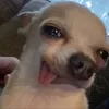 urtinka