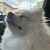 luizavicksnow