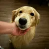 orscrub
