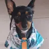 luki_pinscher