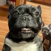 le.timbit