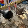 jessboymom4