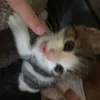 cttrll