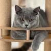 furdadcattery