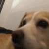 thedogsplayersil