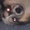 yookers__