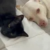 furbaby0708