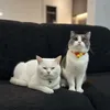 oh.my.cat17