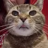 kitkatkrissa