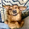 fieldgoldenkota