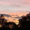 softcow_4