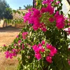 anaole