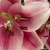 whereisthisflower