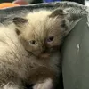 jnqlng