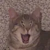 percicfiona
