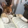 abbiesreadinglist