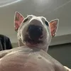 cdominic_