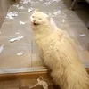 weirdpetunia