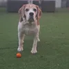 leavventuredired