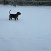 lb.dogmom