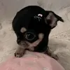 vi.lvy