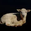 elykr0t