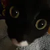weepingwee