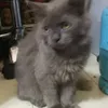 maylagenetiahisto