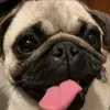 arinaaaaaara