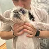 traumatizel