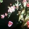 n000099