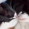 pinkfluffysajetz