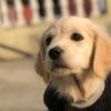 thecreamygoldenretriver
