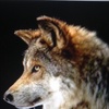 wolf_king88888