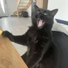 gtkecho
