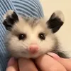 icedbeast666